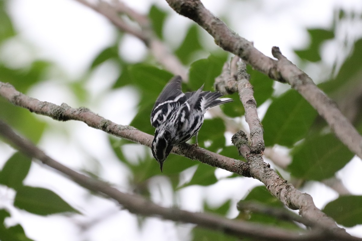 Black-and-white Warbler - ML608755124