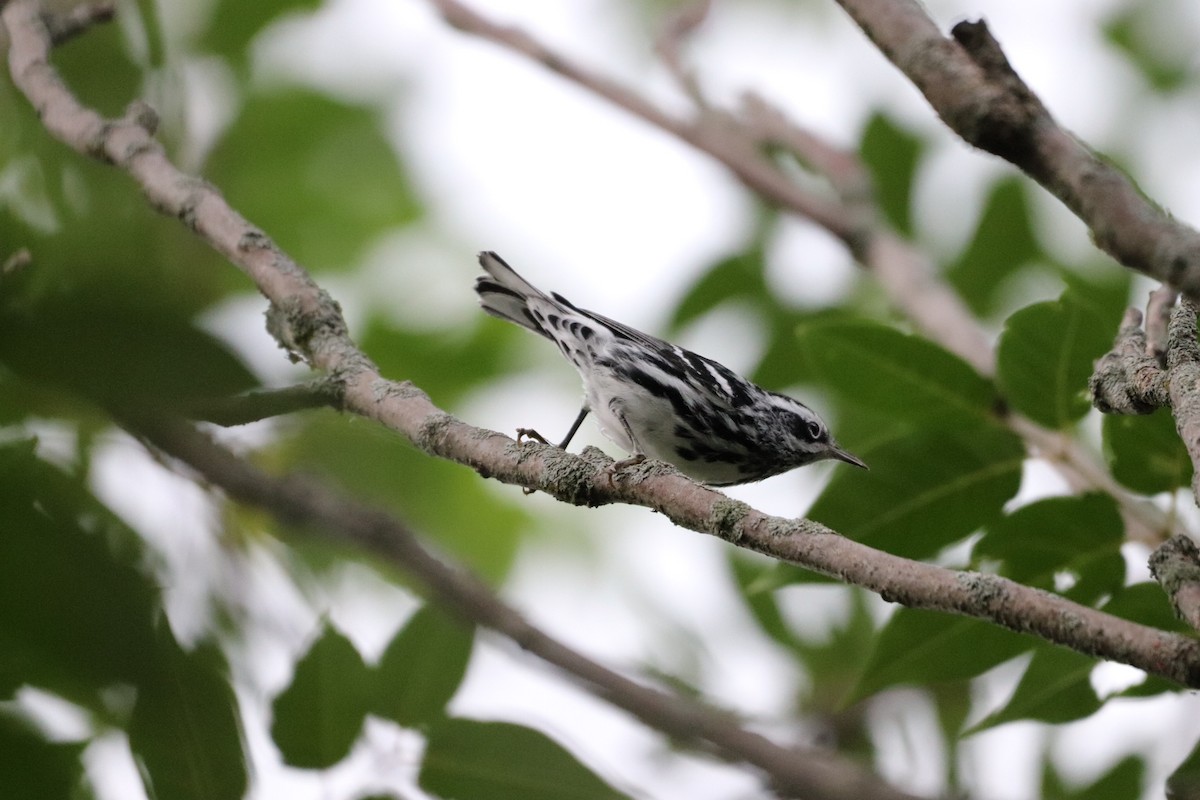 Black-and-white Warbler - ML608755125