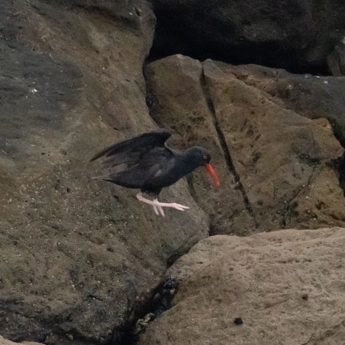 Ebird Checklist Sep Pillar Point Harbor Species