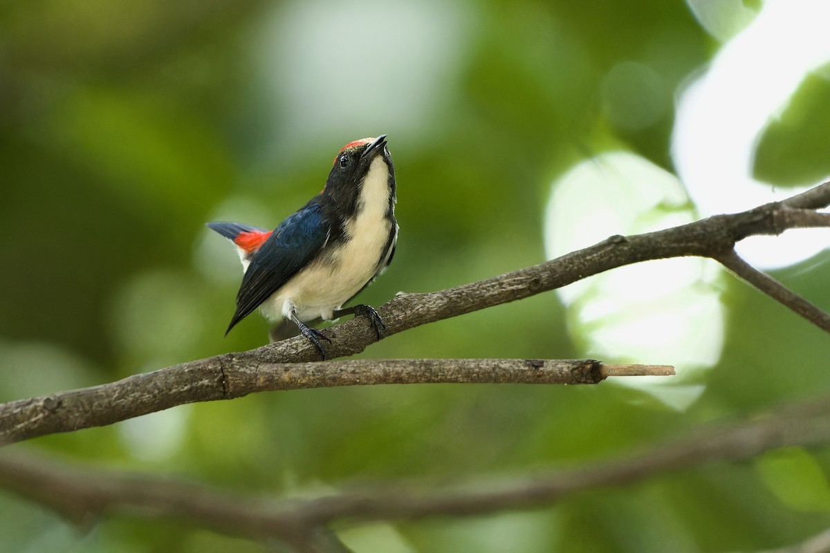 Scarlet-backed Flowerpecker - ML608755912