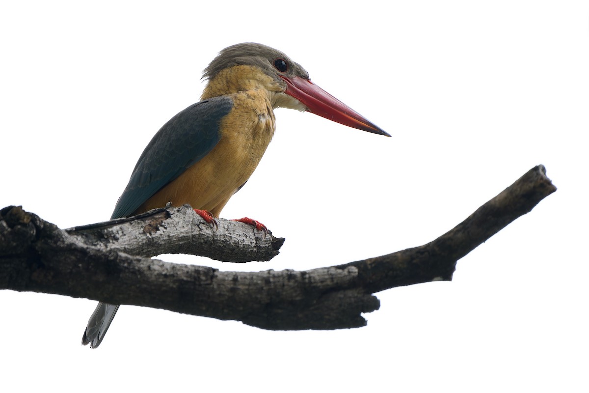 Stork-billed Kingfisher - ML608755921