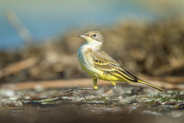 Wagtail Bird of Israel 'Flights of Fancy' Yellow coffee Mug