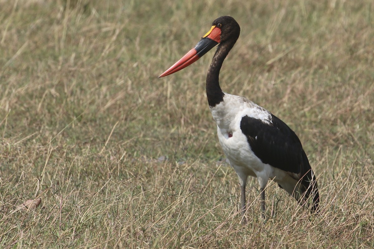 sadelnebbstork - ML608756204