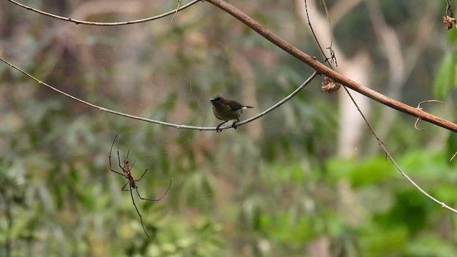 Green-throated Sunbird - ML608756259