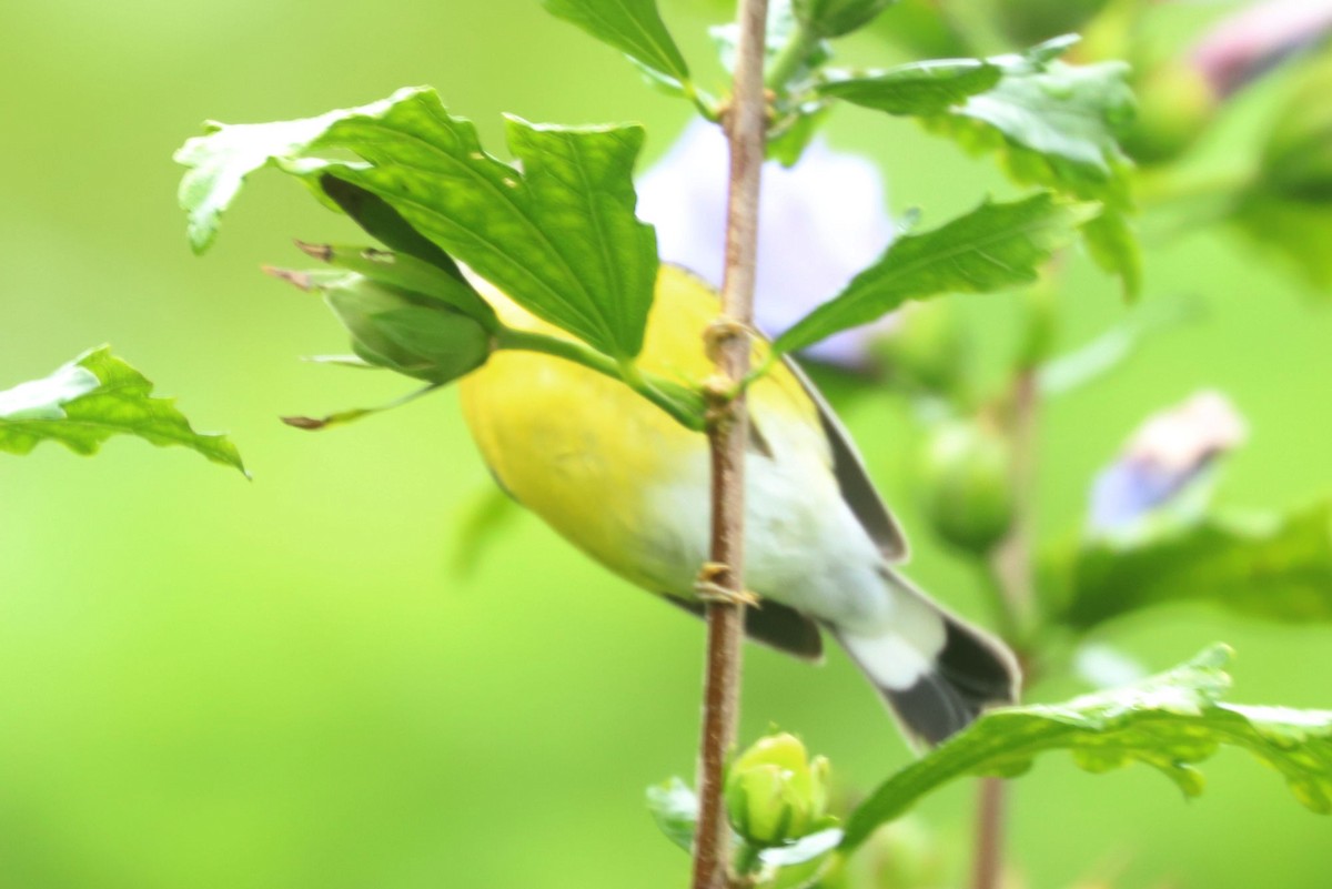 Magnolia Warbler - ML608756507