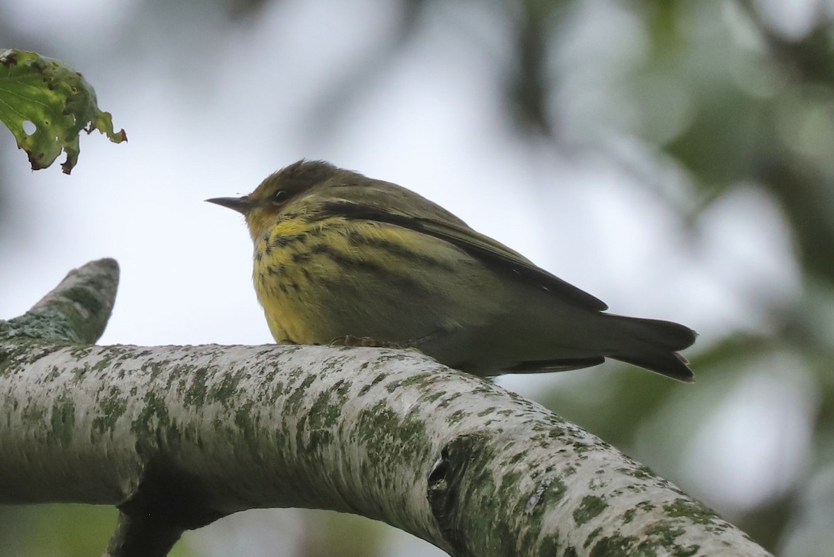 Cape May Warbler - ML608756518
