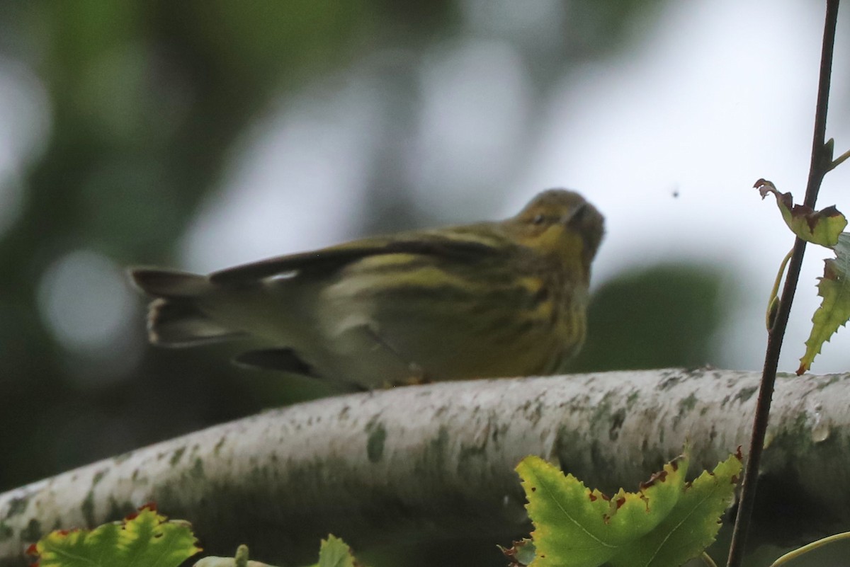 Cape May Warbler - ML608756519