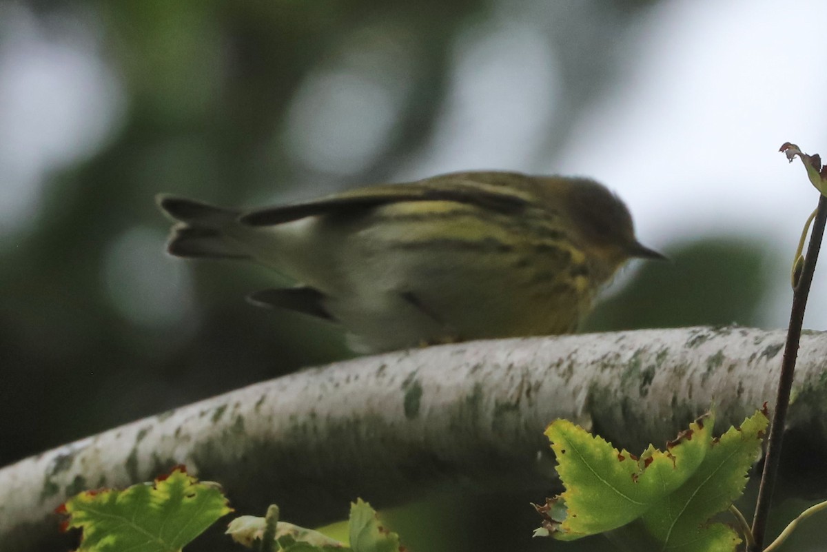 Cape May Warbler - ML608756520