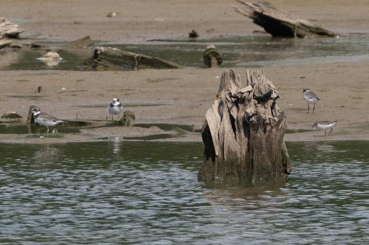 Semipalmated Plover - ML608756597