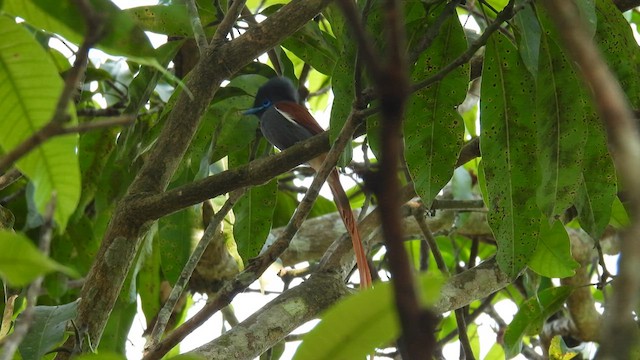 Rufous-vented Paradise-Flycatcher - ML608756822