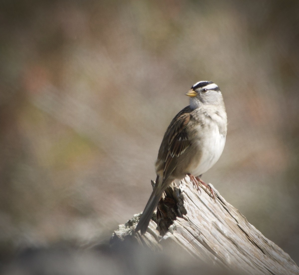 White-crowned Sparrow - ML608757052