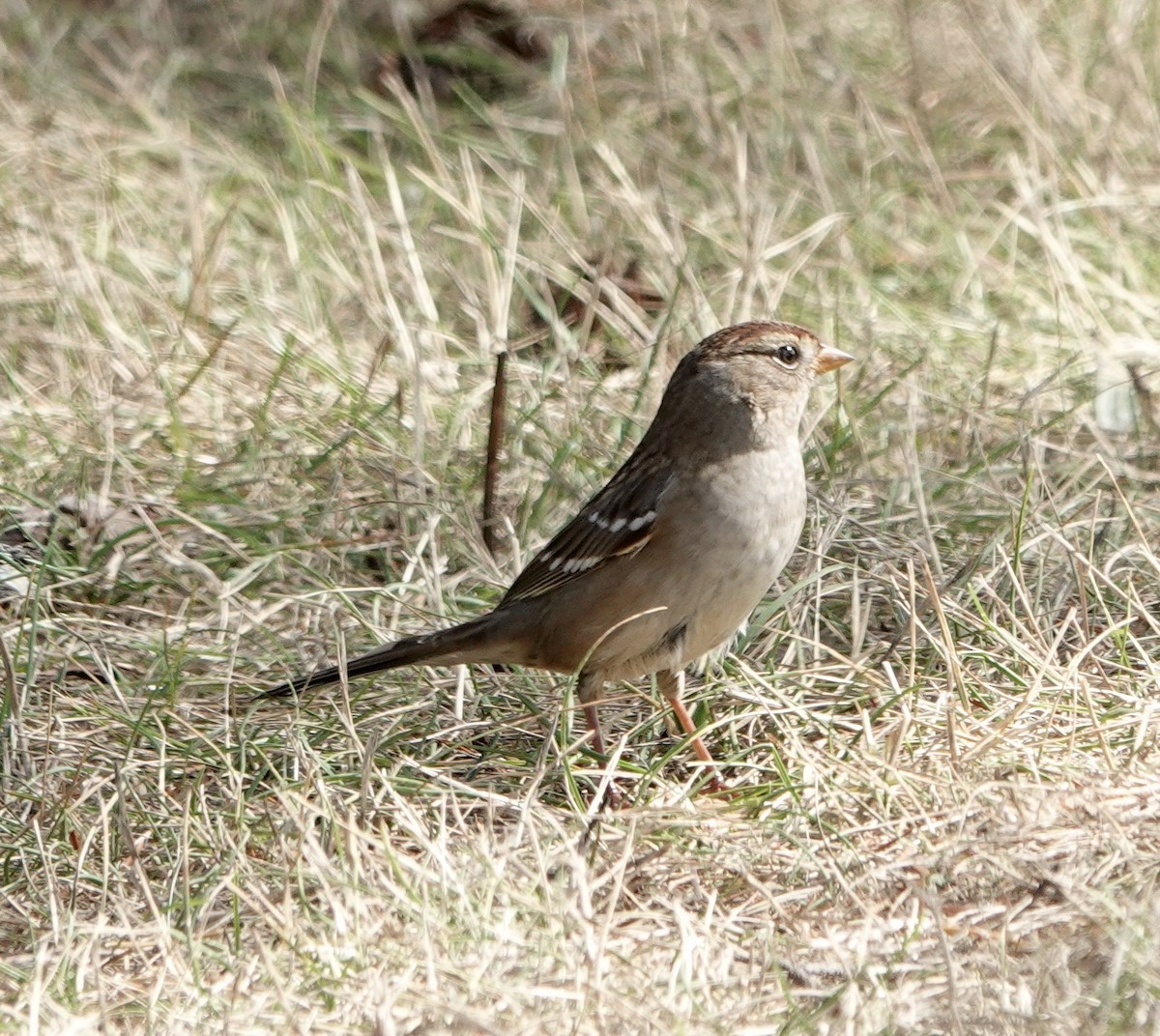 White-crowned Sparrow - ML608757054