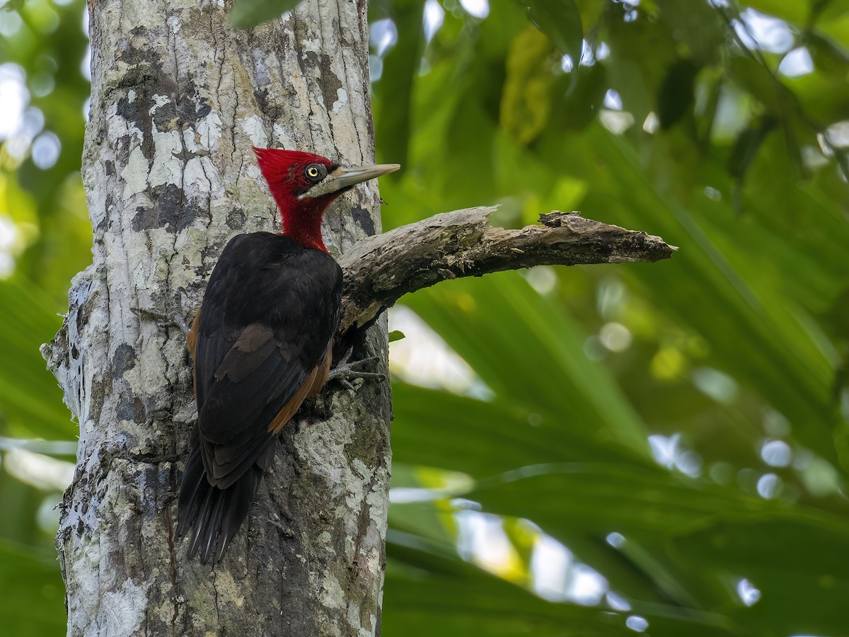 Red-necked Woodpecker - ML608757614