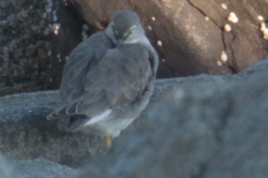 Wandering Tattler - ML608757825
