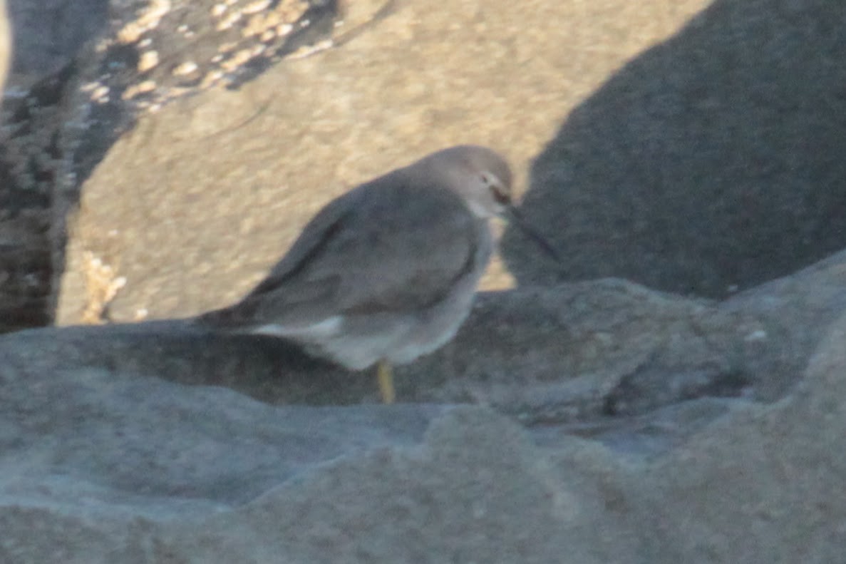 Wandering Tattler - ML608757826