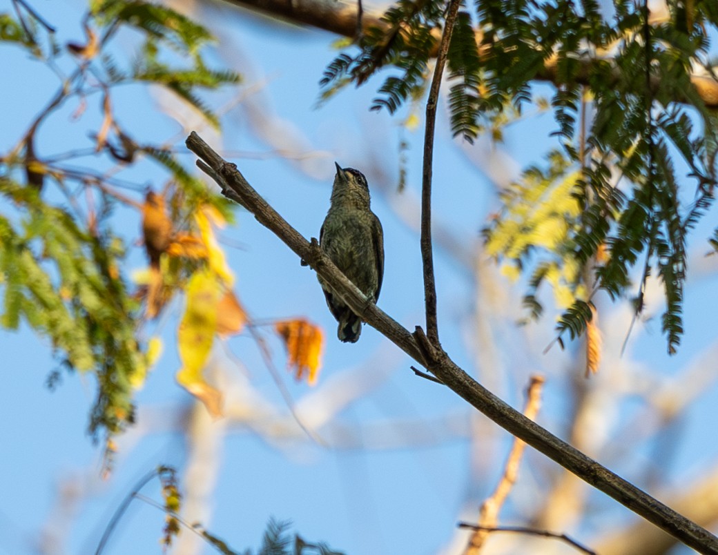 Fine-barred Piculet - ML608757884