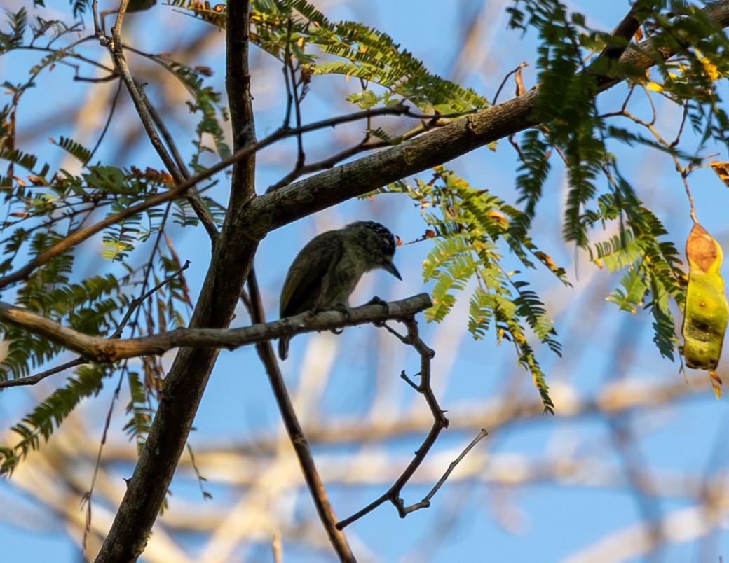 Fine-barred Piculet - ML608757885