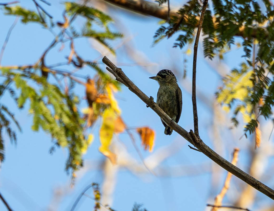 Fine-barred Piculet - ML608757886