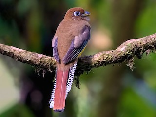  - Northern Black-throated Trogon