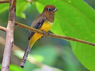  - Northern Black-throated Trogon