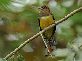  - Northern Black-throated Trogon