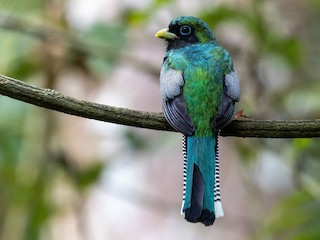 - Northern Black-throated Trogon