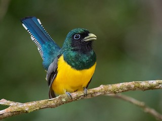  - Northern Black-throated Trogon