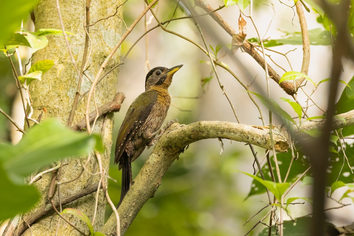 Laced Woodpecker - Bao Shen Yap