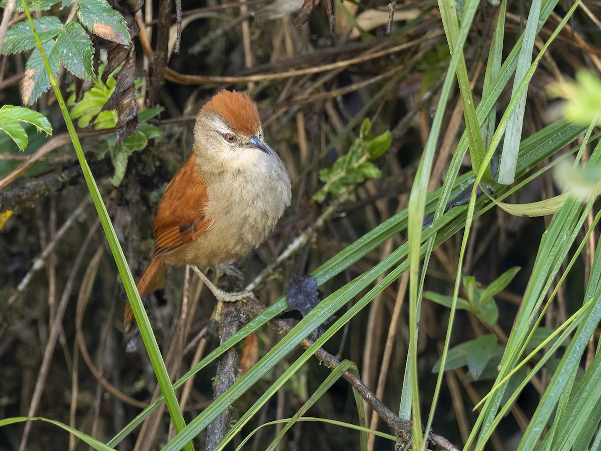 Marcapata Spinetail - ML608757951