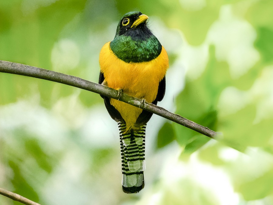 Choco Black-throated Trogon - eBird