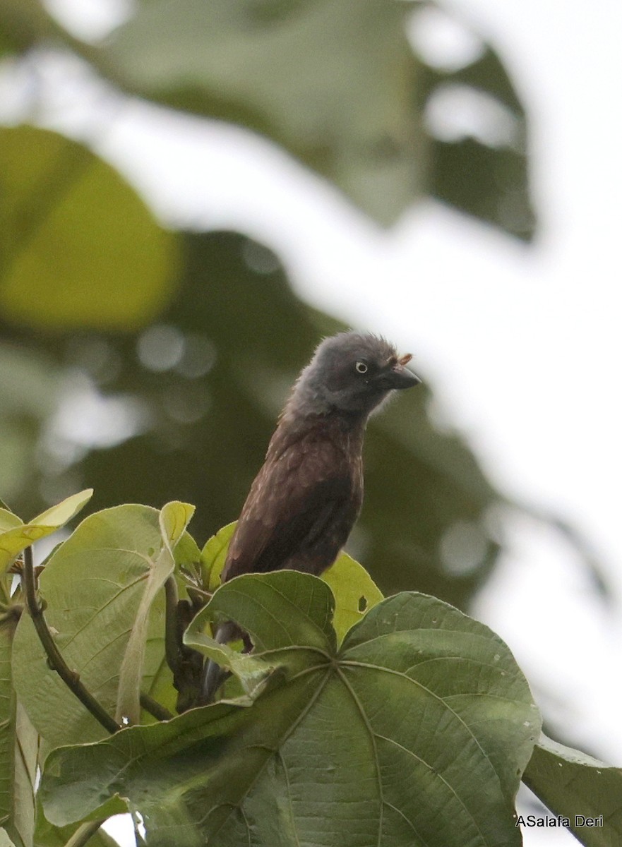 Trauerbartvogel (cinereiceps) - ML608758555
