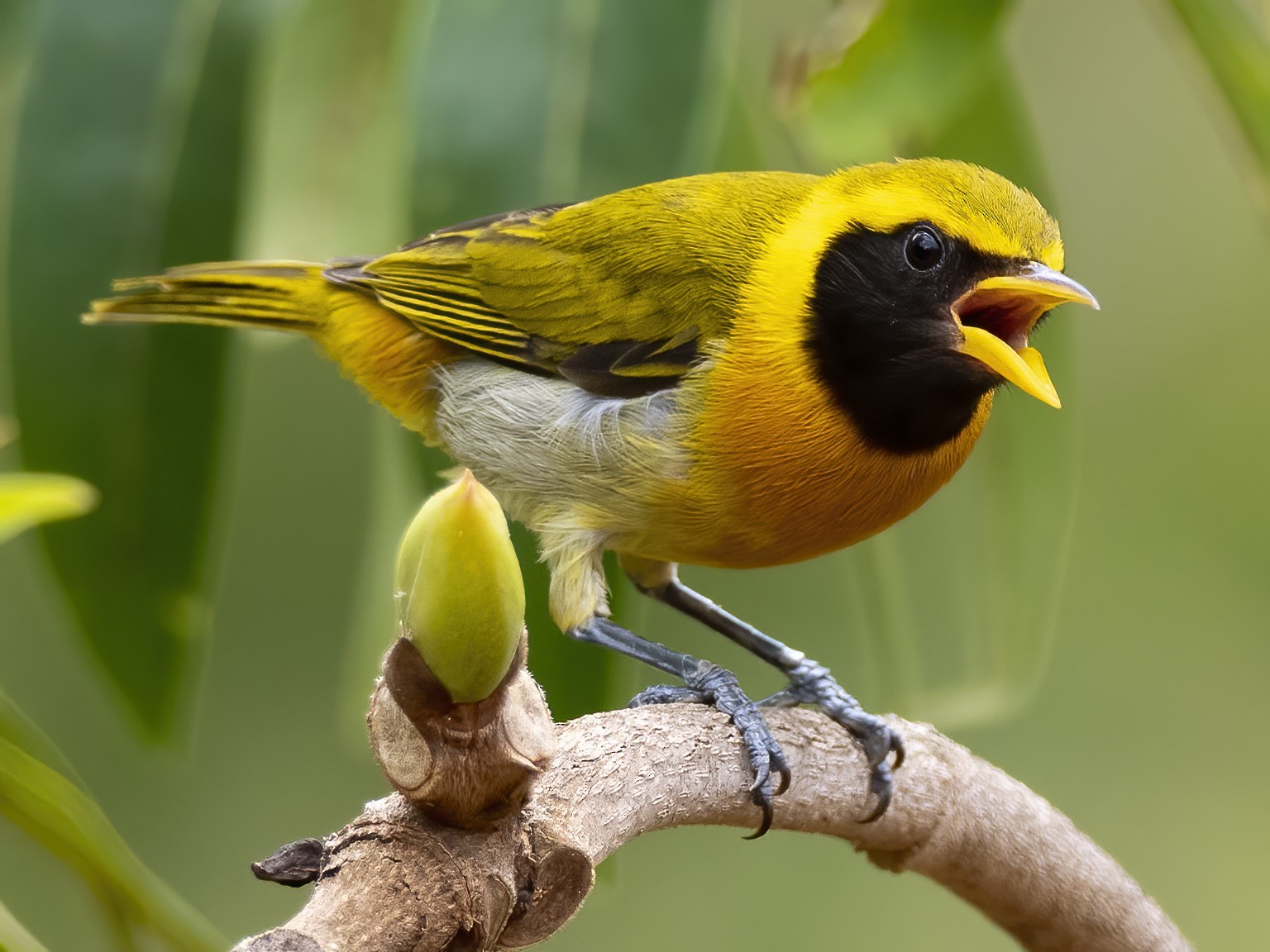 Guira Tanager - Andres Vasquez Noboa