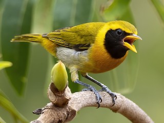  - Guira Tanager