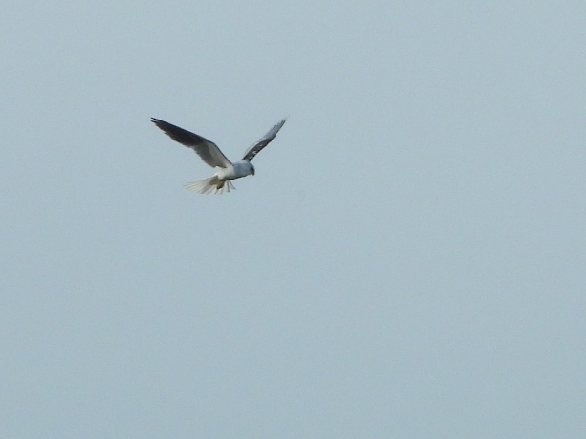 White-tailed Kite - ML608758678