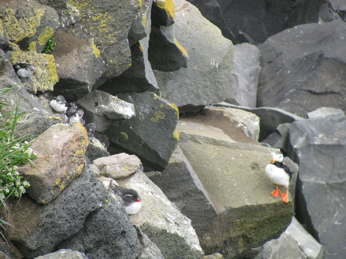 Horned Puffin - ML608758693