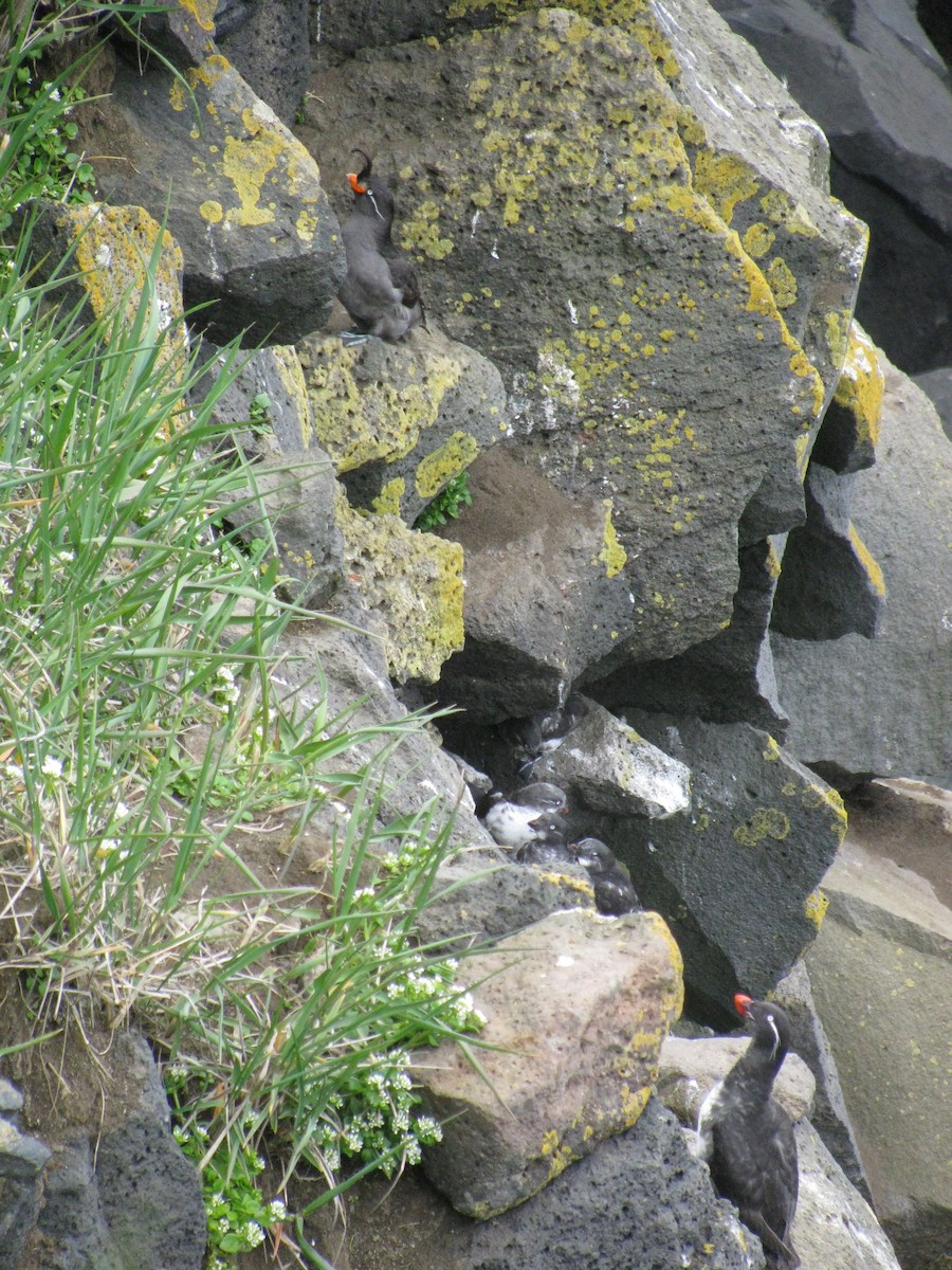 Crested Auklet - ML608758728