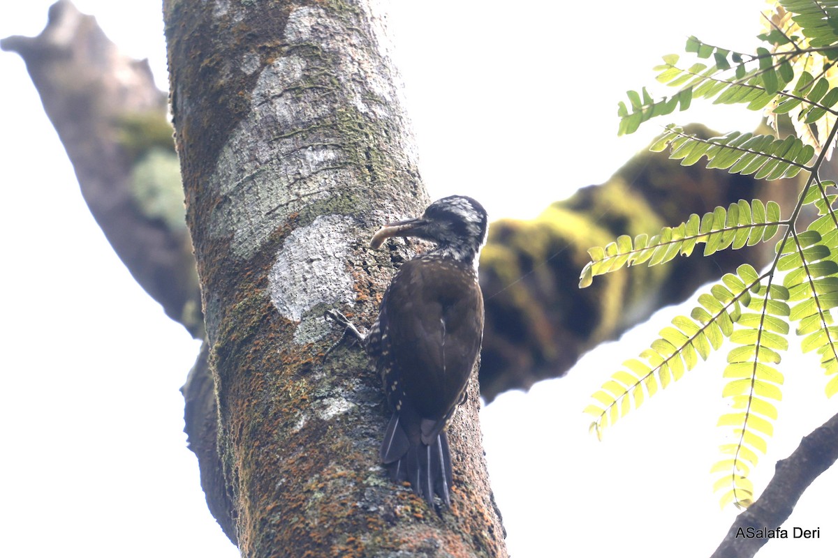 Golden-crowned Woodpecker - ML608758936