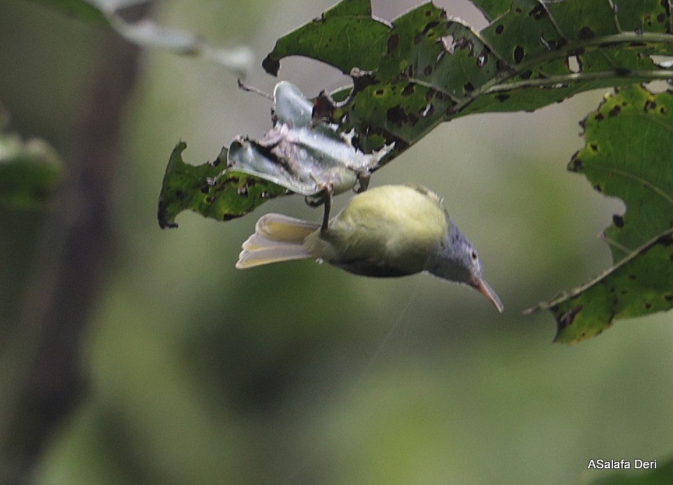 Gray-headed Sunbird - Fanis Theofanopoulos (ASalafa Deri)