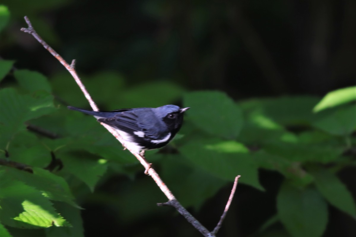 Black-throated Blue Warbler - ML608759774