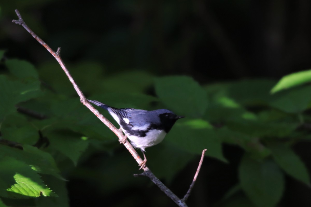 Black-throated Blue Warbler - ML608759775