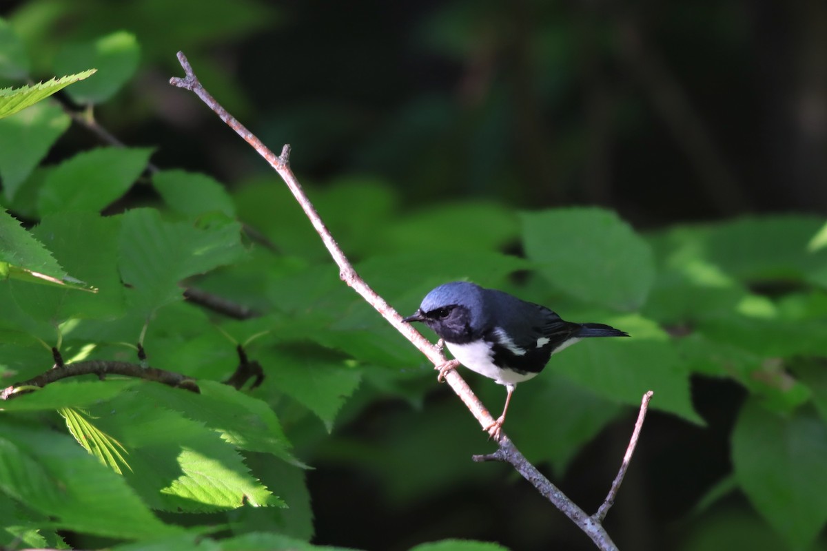 Black-throated Blue Warbler - ML608759776