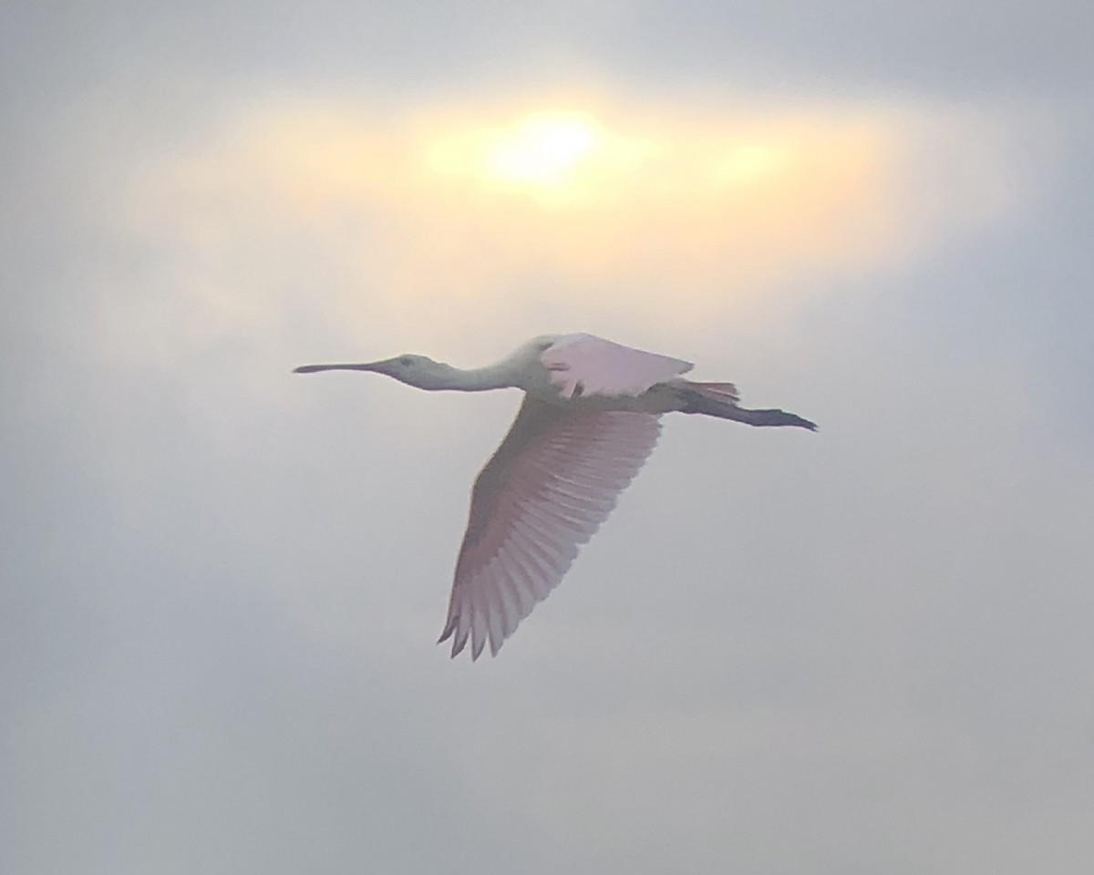 Roseate Spoonbill - ML608759998