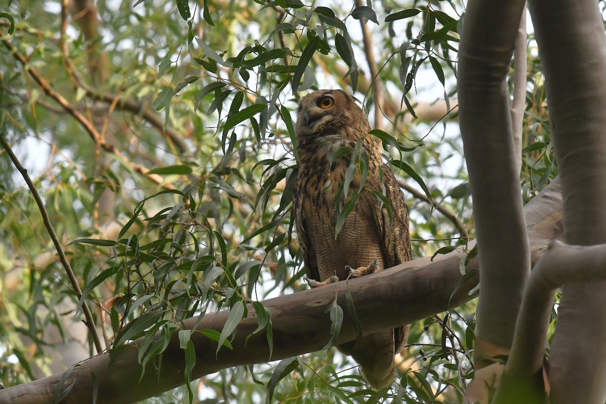 Eurasian Eagle-Owl - ML608760243