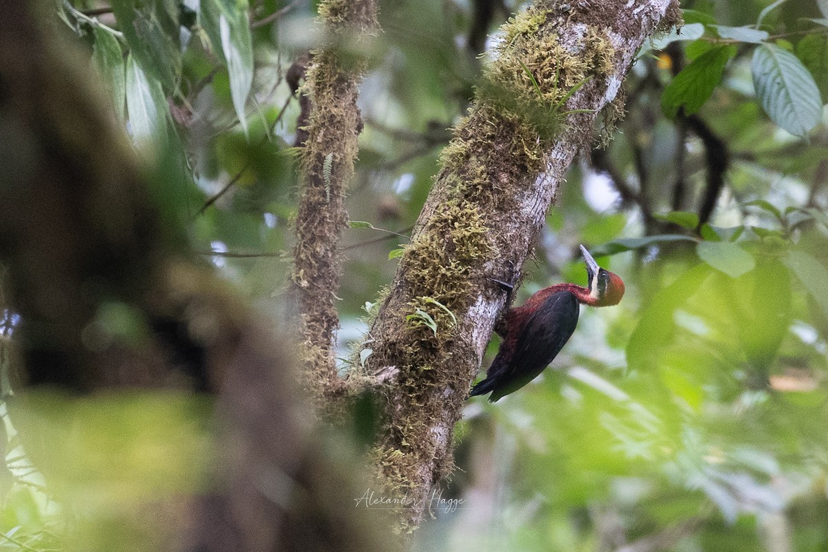 Crimson-bellied Woodpecker (Splendid) - ML608761572