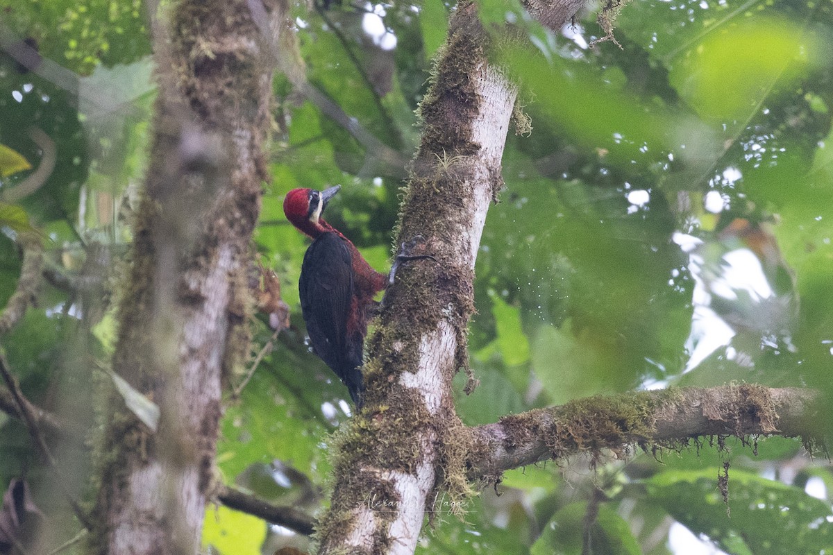 Crimson-bellied Woodpecker (Splendid) - ML608761579