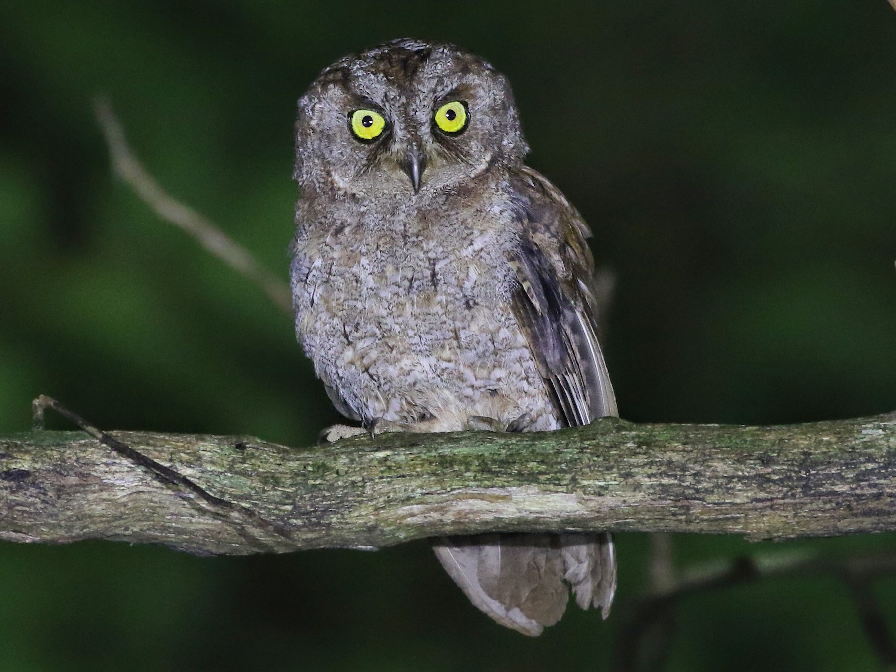 Principe Scops-Owl - Joshua Bergmark | Ornis Birding Expeditions