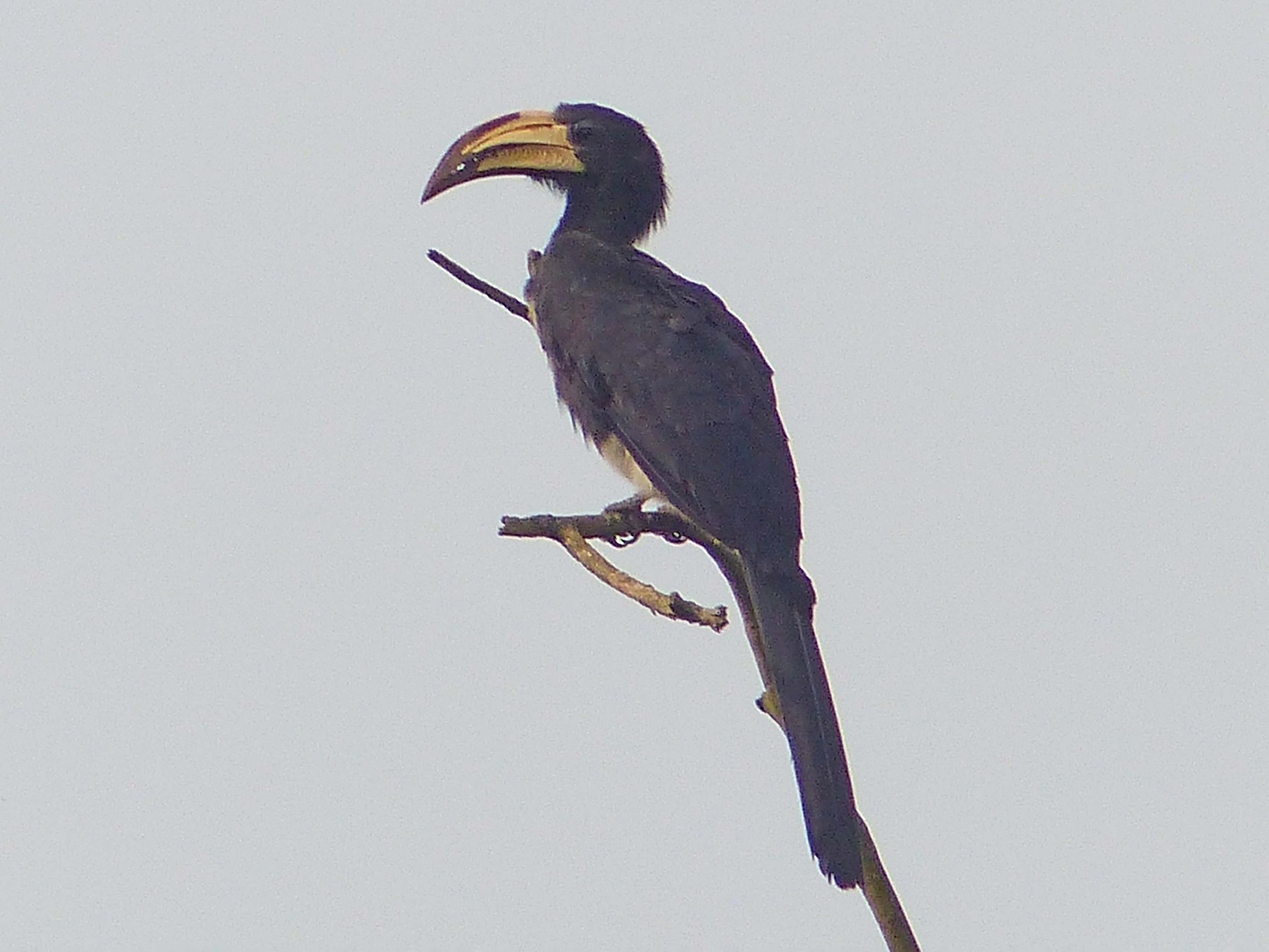 Congo Pied Hornbill - Peter Kaestner