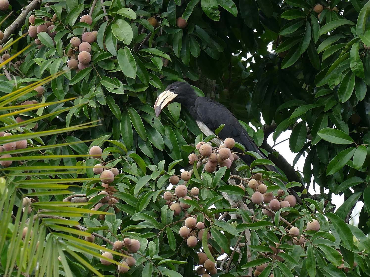 Congo Pied Hornbill - Laval Roy