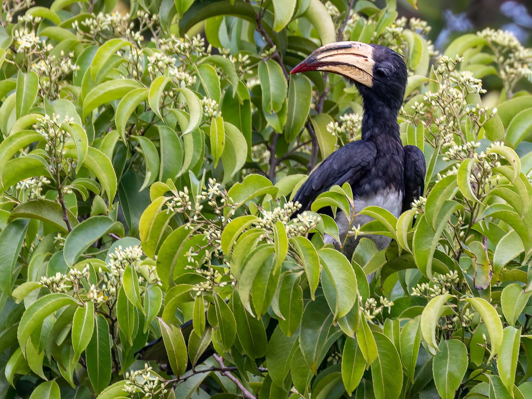 Congo Pied Hornbill - Steve Potter