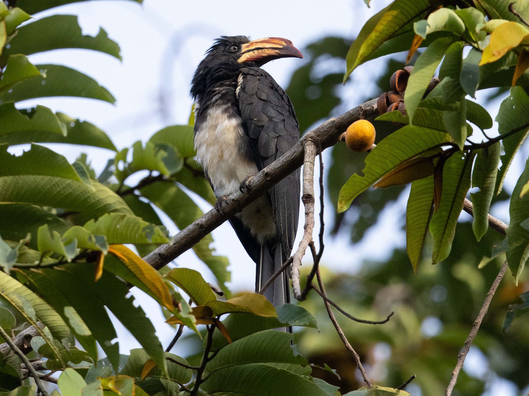 Congo Pied Hornbill - Eric VanderWerf